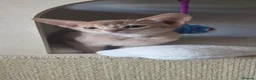Abyssinian cats for sale: Pure Pedegree Aby kitten - Advert 18