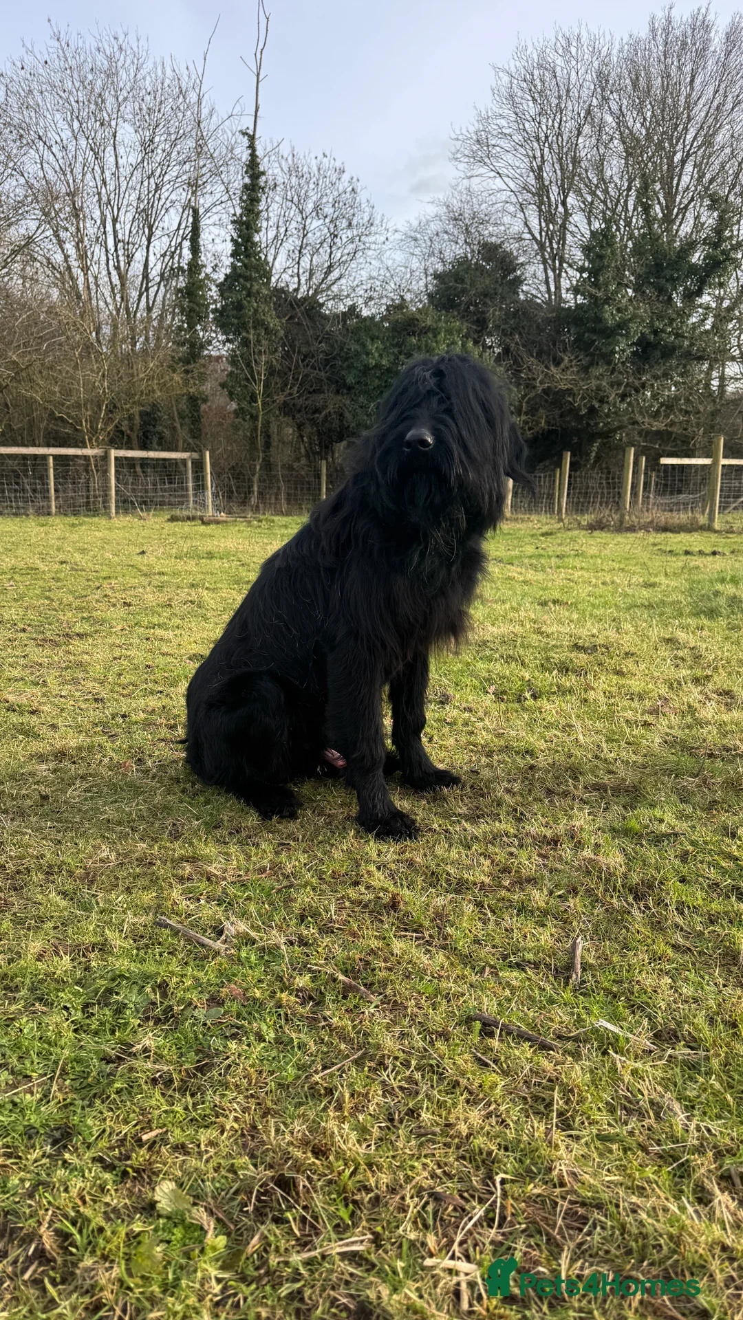 Giant Schnauzer dogs for sale: Bodie Boy available  - Advert 3