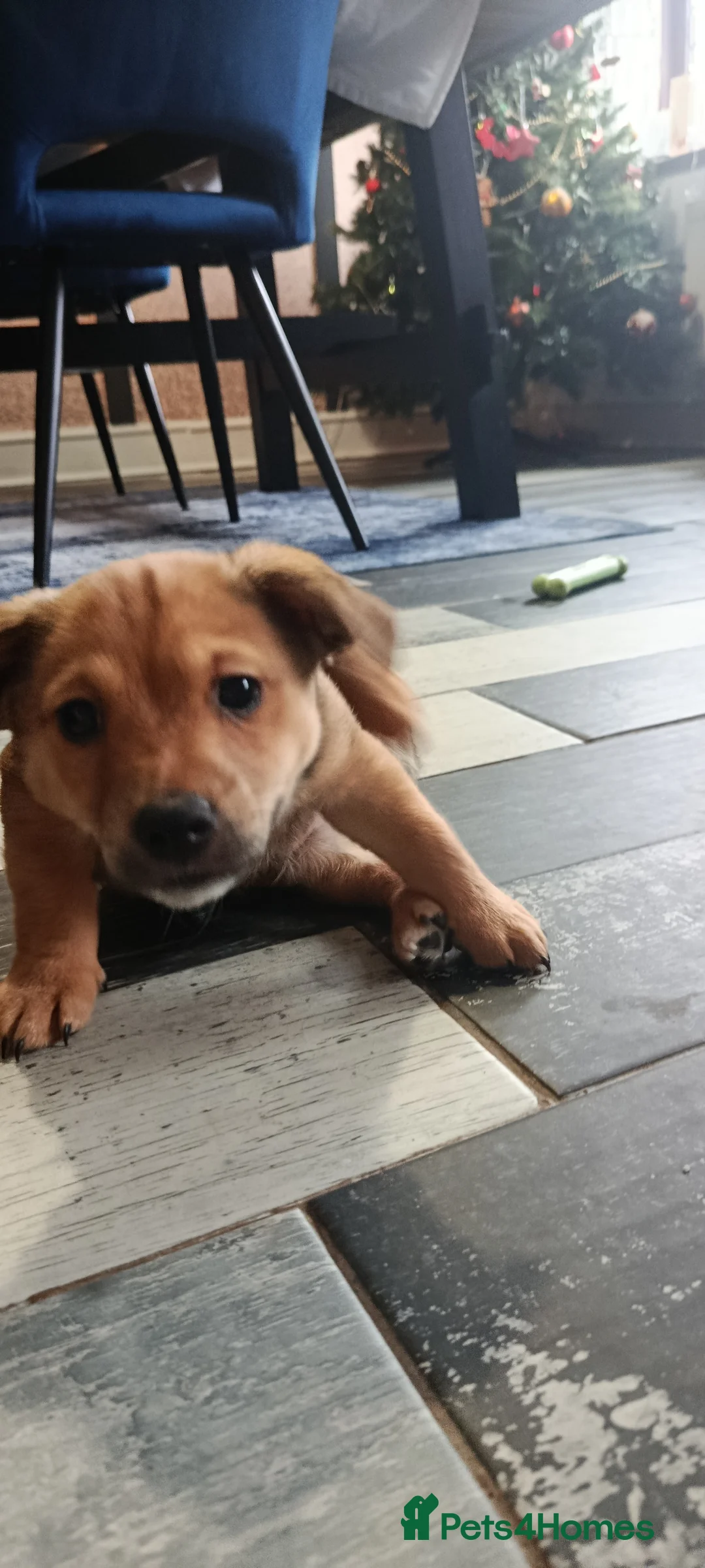 Mixed Breed dogs for sale: Healthy, Happy Puppies Available - Advert 14