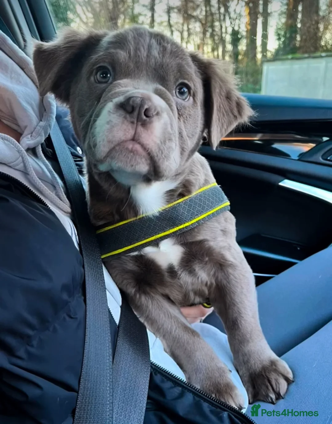 Olde English Bulldogge dogs for stud: PROVEN OLDE ENGLISH BULLDOGGE HIP AND ELBOW TESTED in Leeds - Advert 10