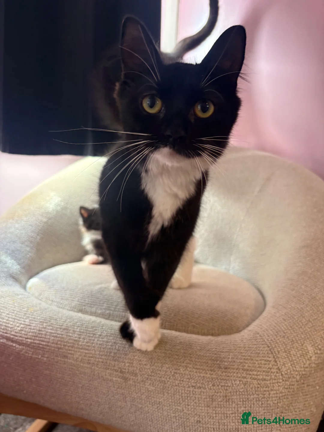Mixed Breed cats for sale: 4 beautiful kittens  in Chester-le-Street - Advert 2