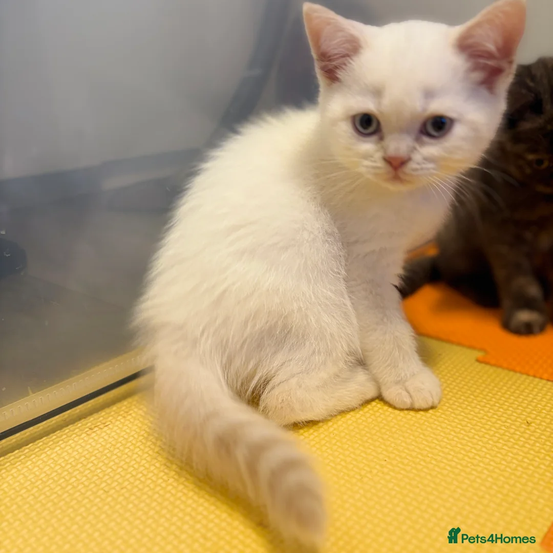 British Shorthair cats for sale: Stunning BSH Colourpoint Kitten GCCF Registered - Advert 8