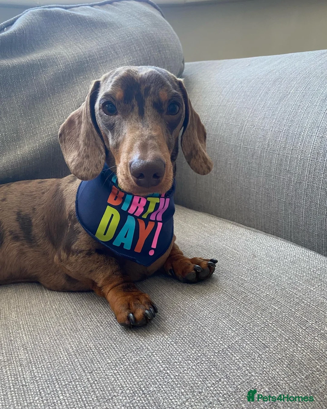 Miniature Dachshund dogs for stud: STUNNING CHOCOLATE DAPPLE FOR STUD ONLY in Benfleet - Advert 2