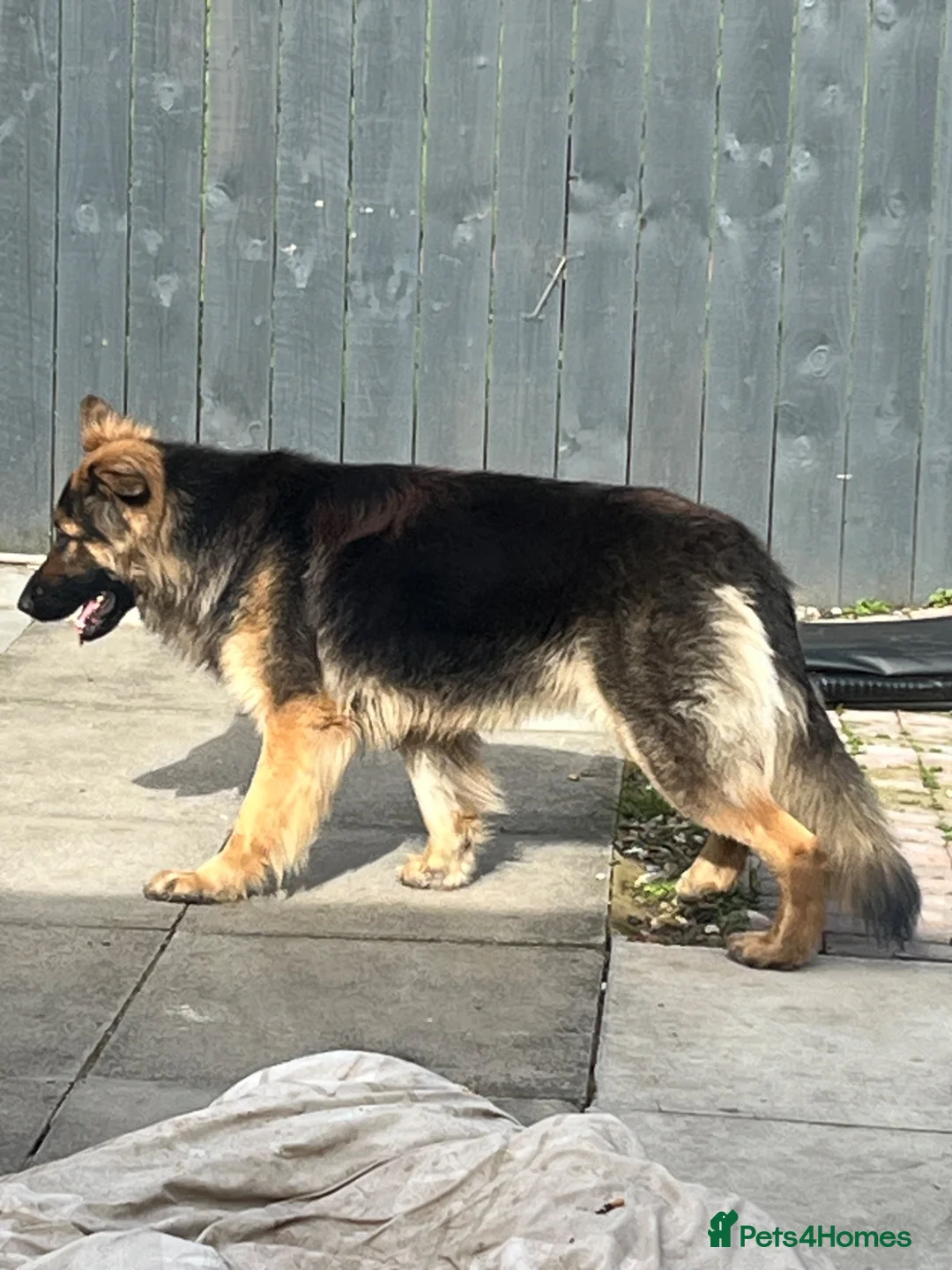 German Shepherd dogs for stud: German shepherd only Stud wanted asap. in Hartlepool - Advert 2