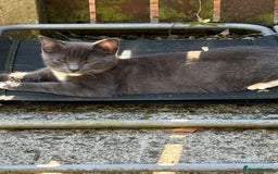 Egyptian Mau cats for sale: Beautiful Egyptian MAU cross kittens in Chorley - Image 14