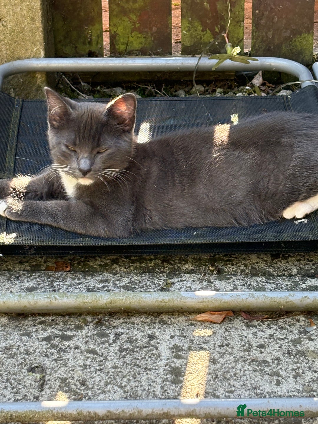Egyptian Mau cats for sale: Beautiful Egyptian MAU cross kittens in Chorley - Image 14