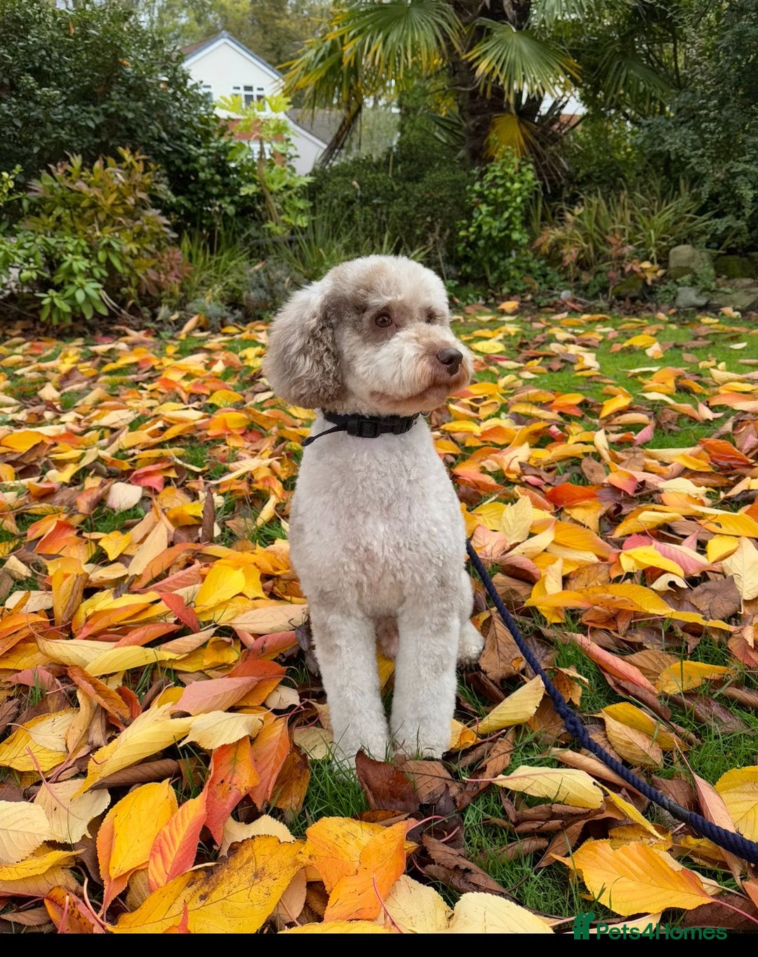 Cockapoo dogs for sale: Cockerpoo F1b Puppies expected 6 December  - Image 2