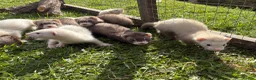 Ferret rodents for sale: Kits for sale  - Advert 6
