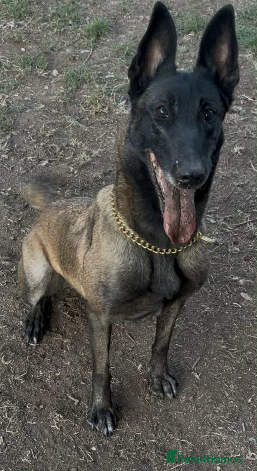 Belgian Shepherd Dog dogs for adoption: Roxy is looking for her forever home! - Image 5