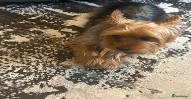 Yorkshire Terrier dogs - Advert 7