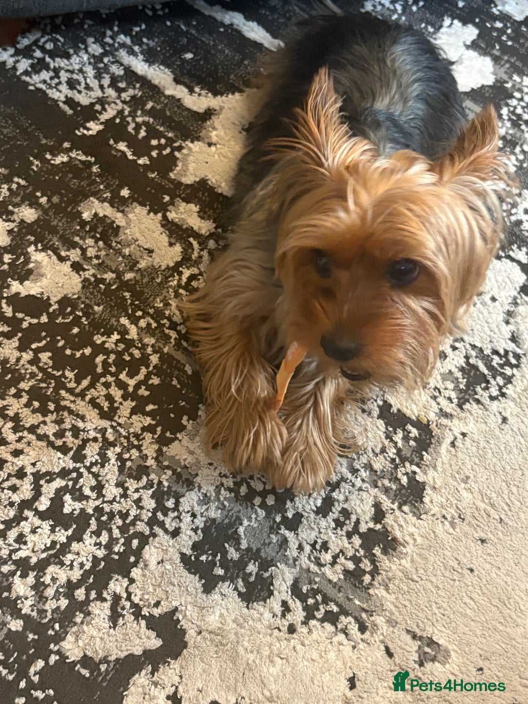 Yorkshire Terrier dogs for sale: Mabel the Yorkie is looking for a new home - Image 3
