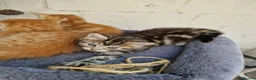 Mixed Breed cats for sale: 🐱 STUNNING KITTENS 😸  - Advert 6