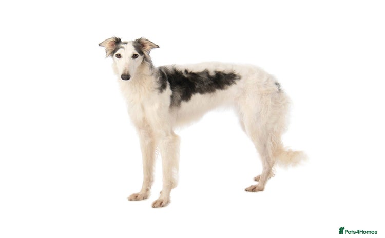 Borzoi dogs - Advert 1