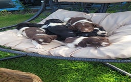 English Springer Spaniel dogs for sale: Kc reg English springer spaniel pups  - Image 1