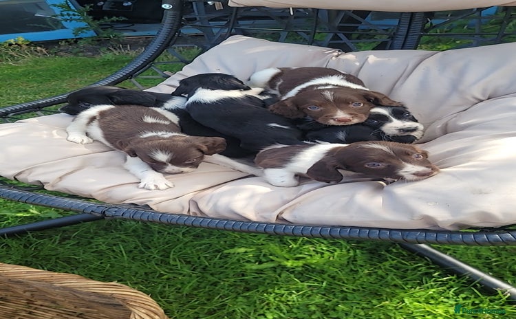 English Springer Spaniel dogs - Advert 1