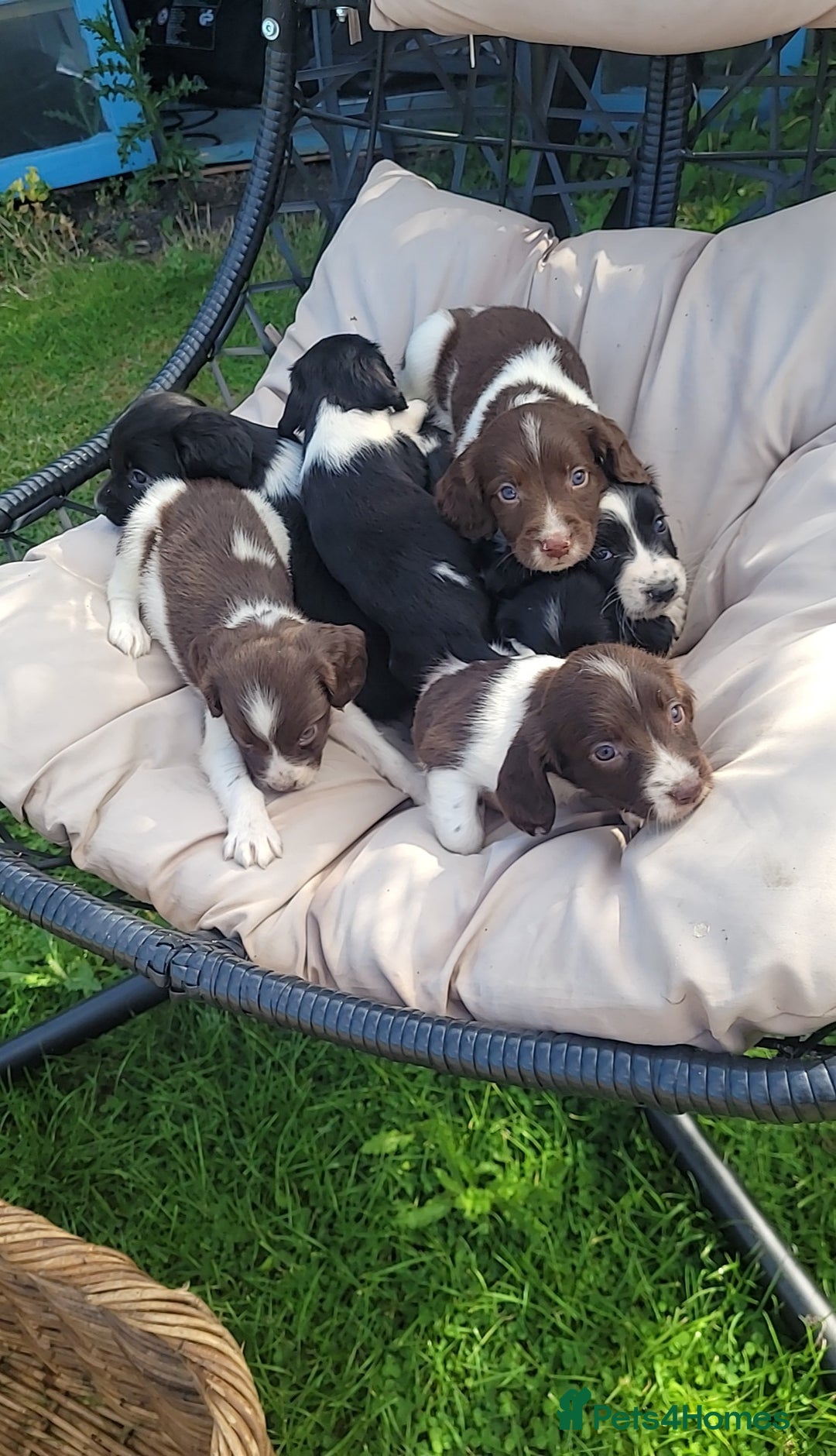 English Springer Spaniel dogs for sale: Kc reg English springer spaniel pups  - Image 1