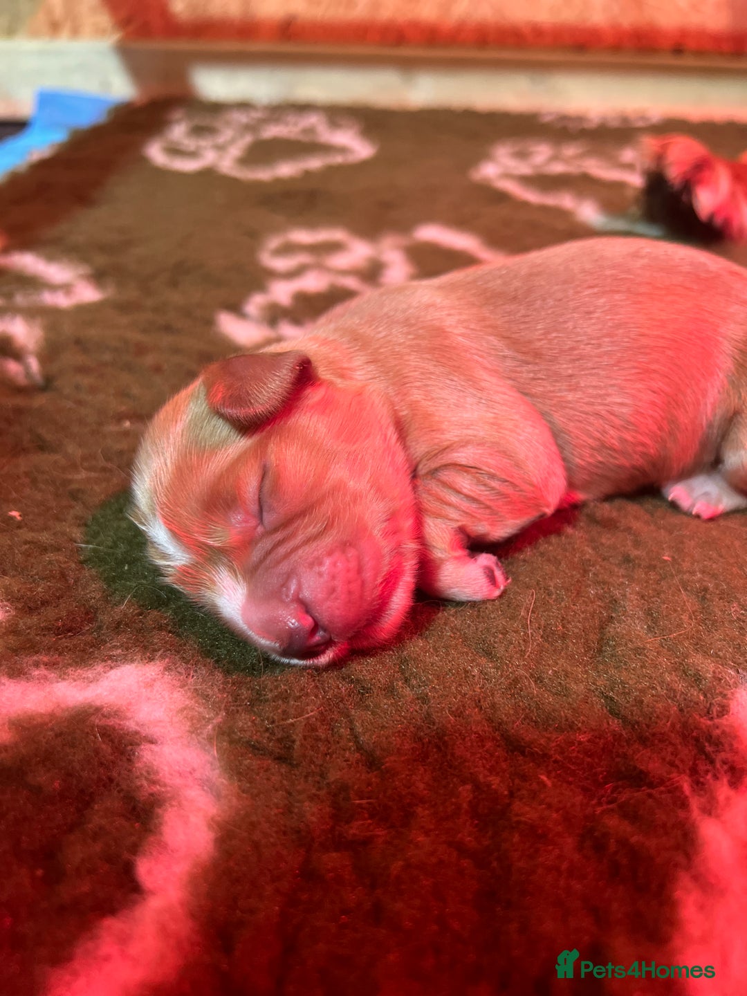 Cocker Spaniel dogs for sale: 2 Girls left, Golden red working cockers - Advert 11