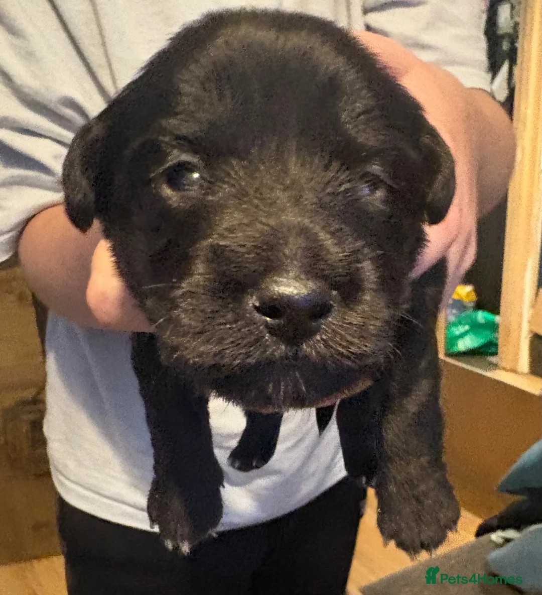Jack Chi dogs for sale: Jac chi in Poole - Advert 8