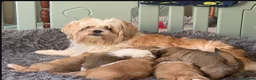 Shih Tzu dogs for sale: Shih Tzu puppies - Advert 4