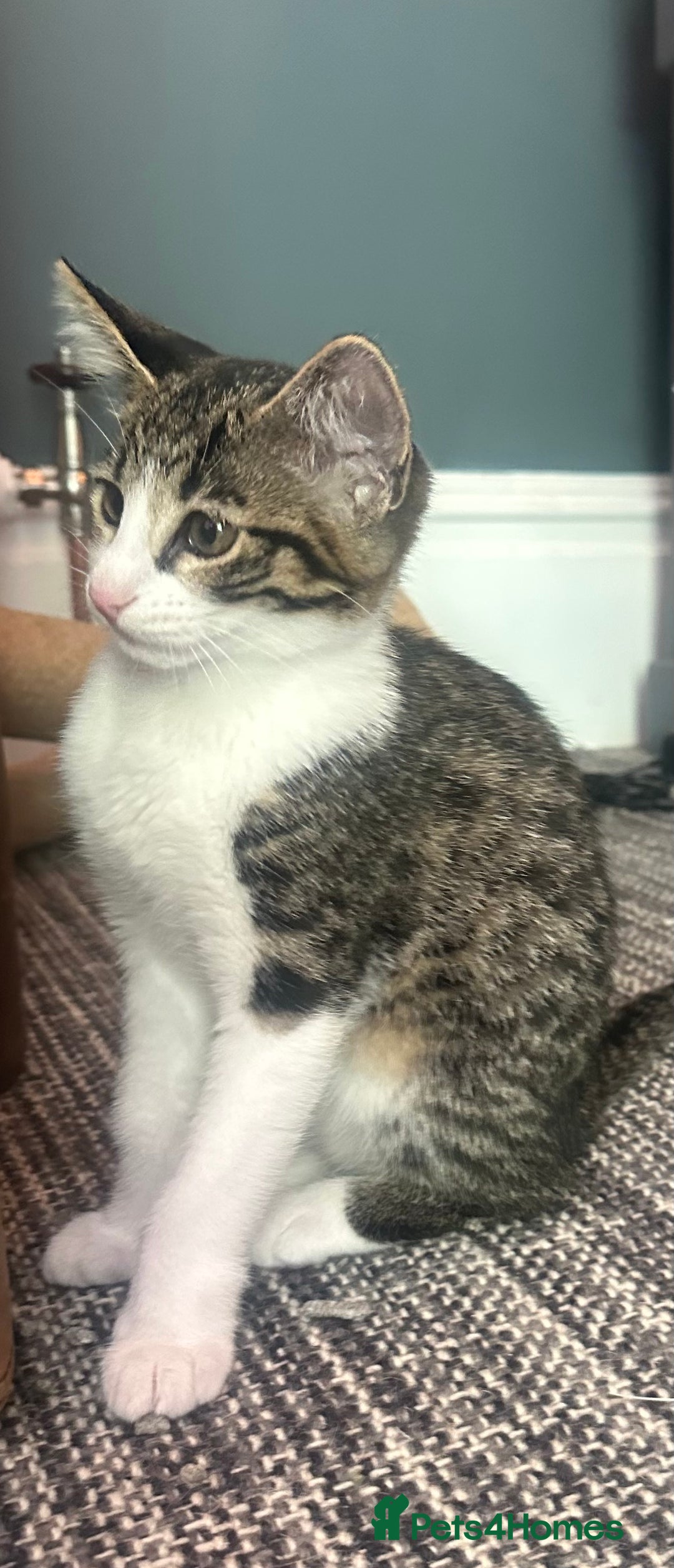 Mixed Breed cats for sale: Savannah F2 Cross - Image 2