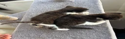 Mixed Breed cats for sale: 2 Little Kittens Looking for Their Forever Homes🐾 - Advert 7