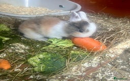 Mini Lion Lop rabbits for sale: Baby bunnies mini lion lops ready now  - Image 21
