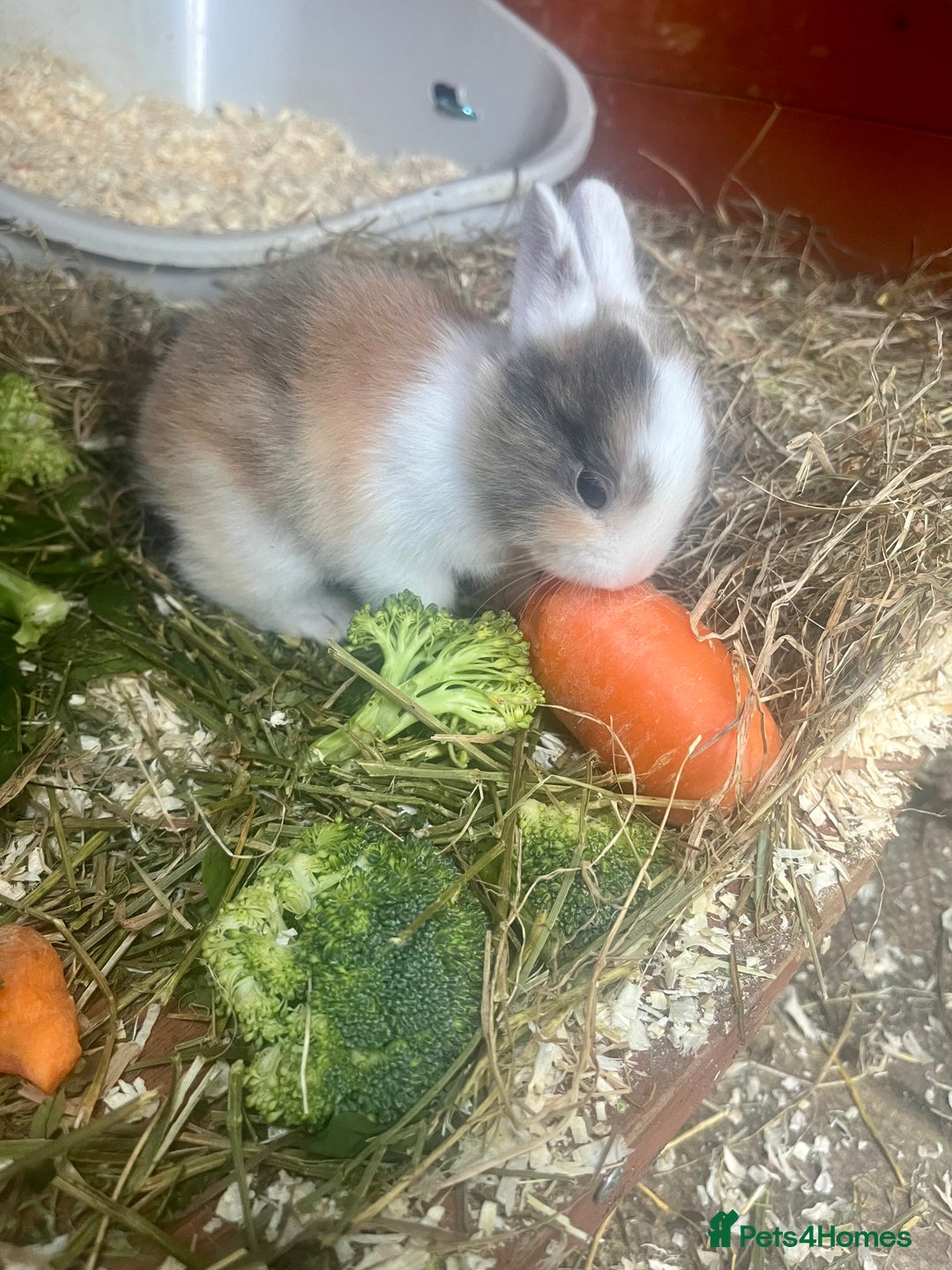Mini Lion Lop rabbits for sale: Baby bunnies mini lion lops ready now  - Image 21