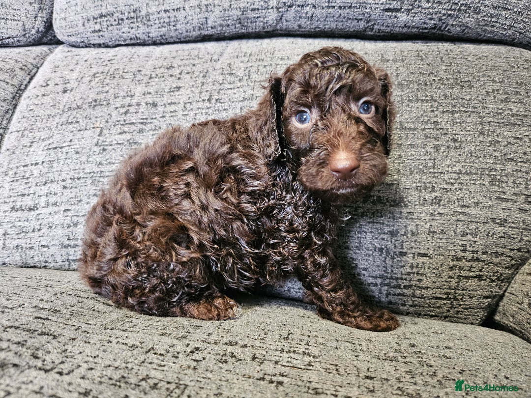 Cockapoo dogs for sale: Cockapoo puppies 2LEFT - Image 7