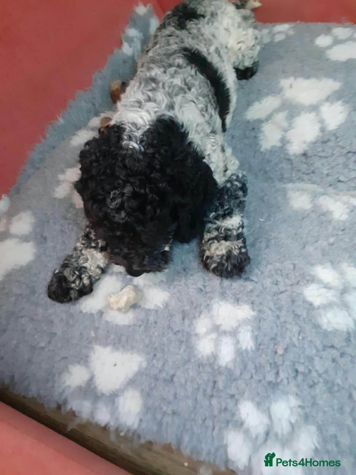 Cockapoo dogs Gorgeous 23 month old Cockapoo boy for sale - Advert 3