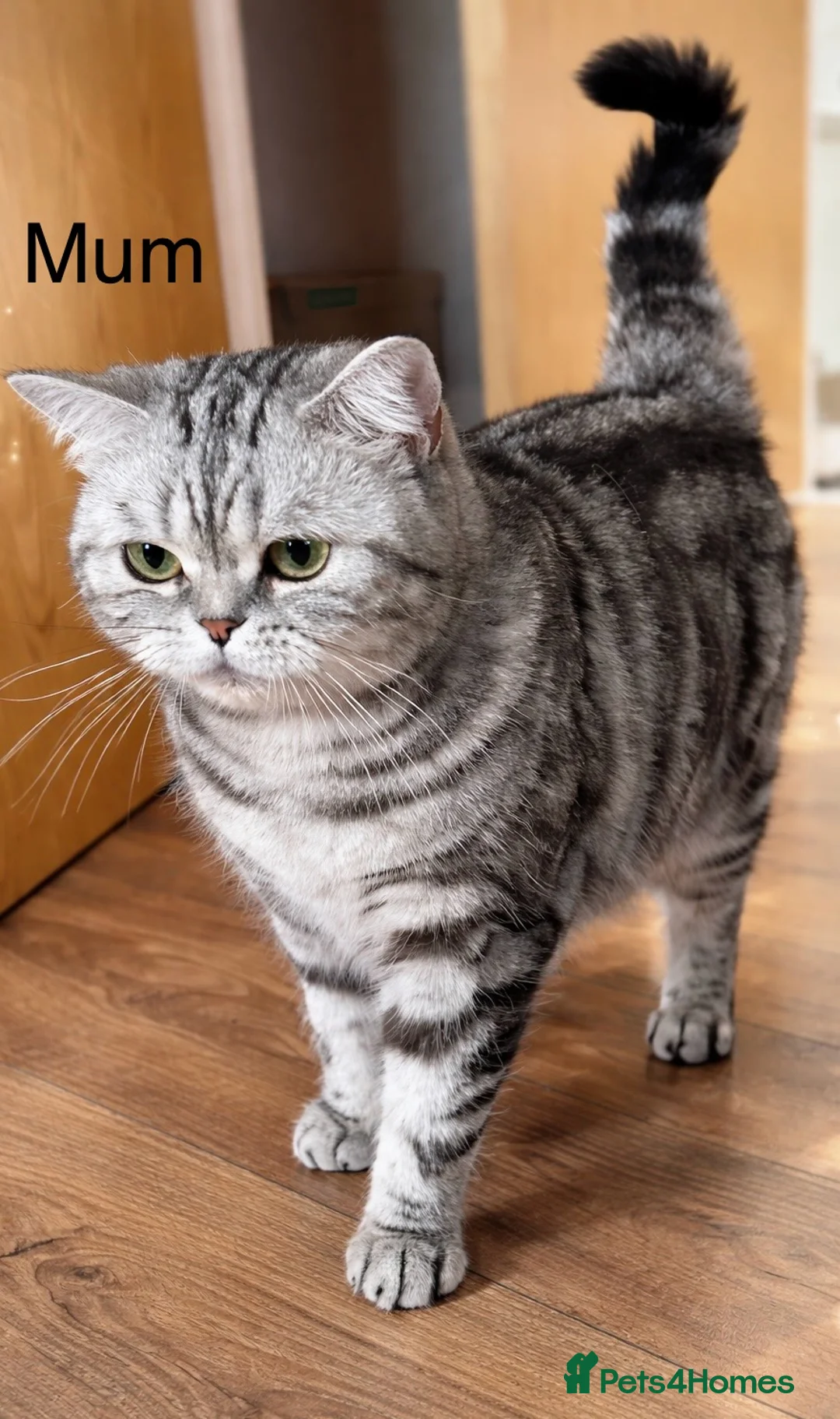 British Shorthair cats for sale: Pedigree BSH Silver Spotted Tabby Kittens – TICA - Advert 2