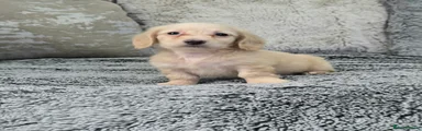 Miniature Dachshund Puppy 1