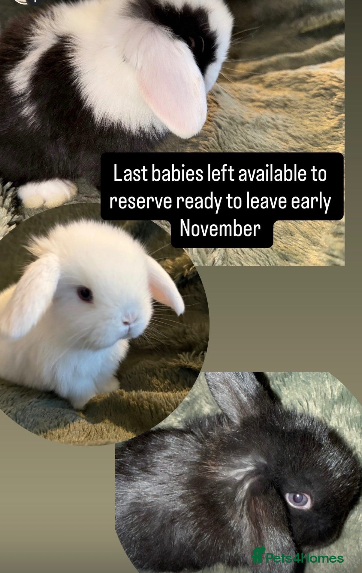 Mini Lop rabbits Beautiful Mini Lops to reserve  - Advert 1