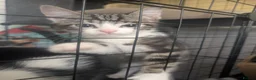Domestic Shorthair cats for sale: Kitten - Advert 12