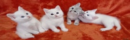 Mixed Breed cats for sale: British shorthair &Ragdoll mix - Advert 8