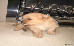 Pomeranian dogs for sale: Champion bloodline Pomeranian puppies  - Image 9