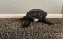 Cocker Spaniel dogs for sale: Cocker spaniel show type.  - Advert 3