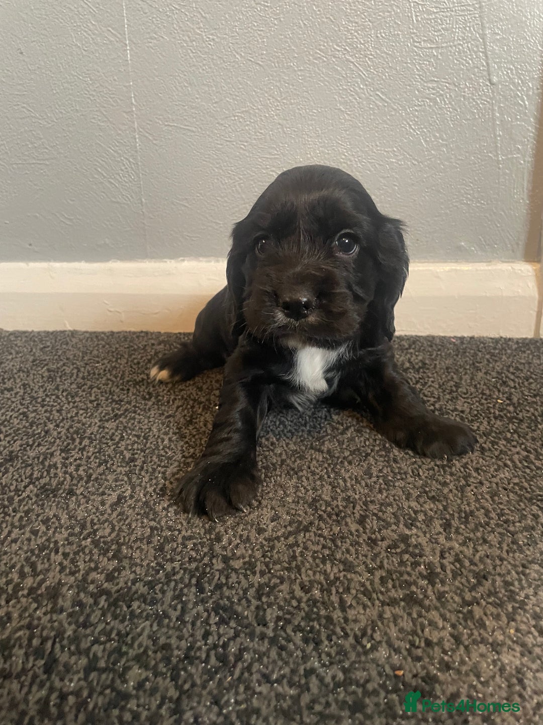 Cocker Spaniel dogs for sale: Cocker spaniel show type.  - Advert 3