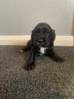 Cocker Spaniel dogs Cocker spaniel show type. - Advert 3