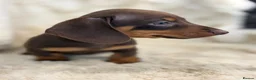 Miniature Dachshund dogs for sale: Beautiful mini smooth dachshund puppies - Advert 6