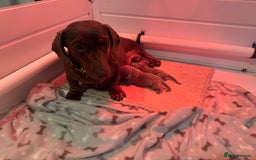Miniature Dachshund dogs for sale: Isabella Dachshund Boys  - Image 4