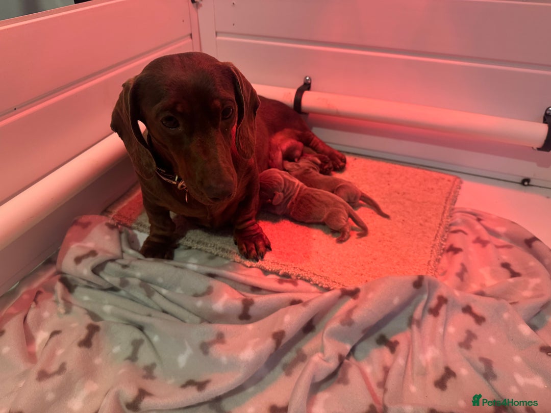 Miniature Dachshund dogs for sale: Isabella Dachshund Boys  - Image 4