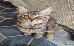 Dwelf cats for sale: 2 sweet kittens  - Image 8