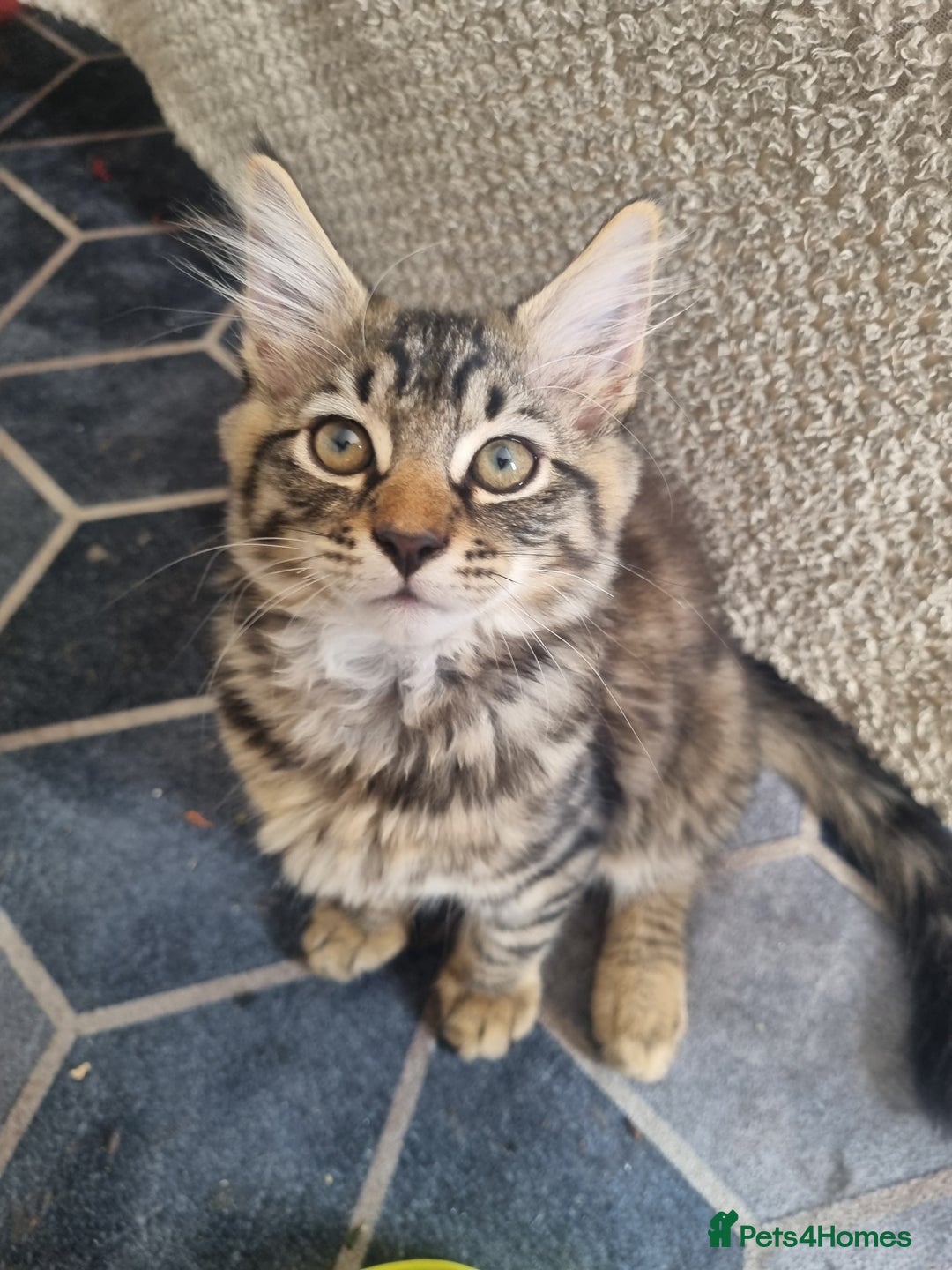 Dwelf cats for sale: 2 sweet kittens  - Image 8