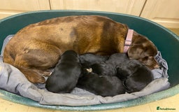 Borador dogs for sale: Borador puppies ready for new homes - Image 13