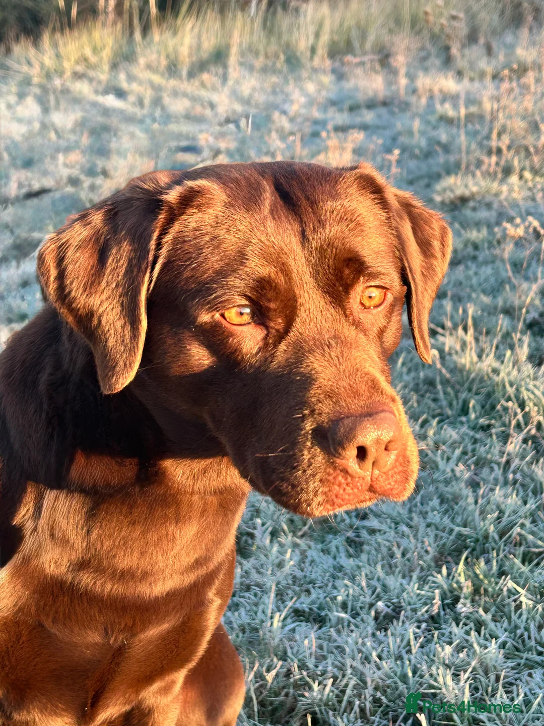 Labrador Retriever dogs for sale: Chocolate puppies from fully health tested parents - Advert 9