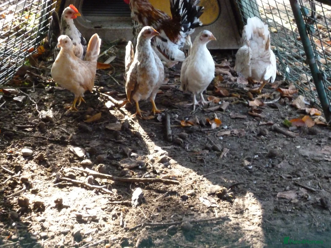 Chickens poultry for sale: Serama pair - Advert 2