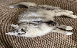Maine Coon cats for sale: Ciri  - Image 16