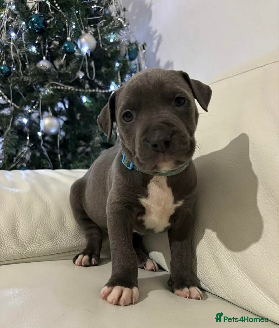 Staffordshire Bull Terrier dogs 😍 Beautiful Staffordshire Puppis 🥰 - Advert 7