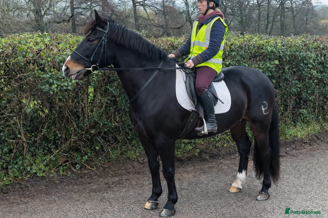 PRE horses for sale: Vinny 15.2h 16 year old PRE - Advert 4