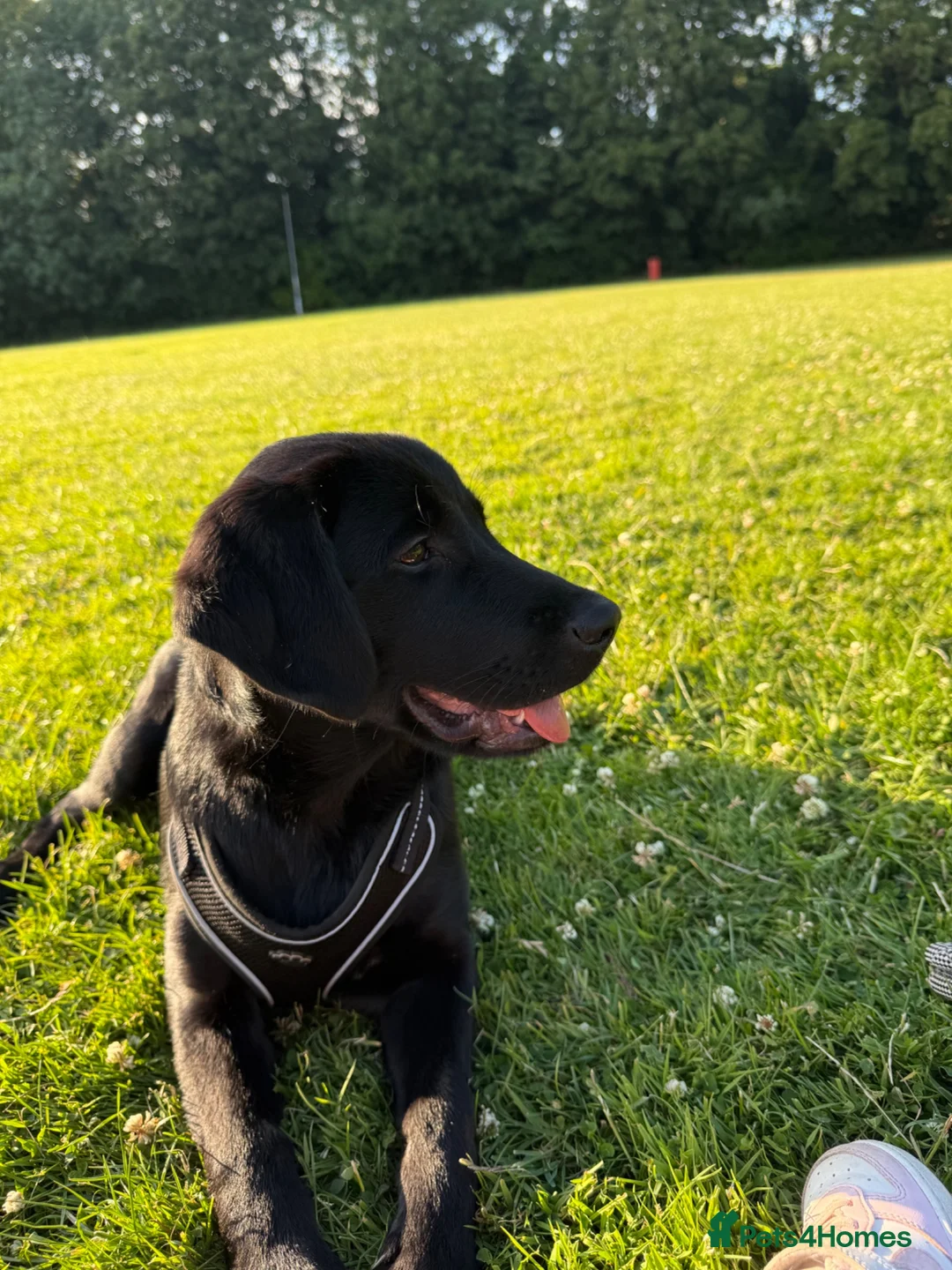 Goldador dogs for sale: Goldador for sale  - Advert 2